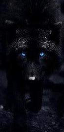 ikona blueeye wolf  kopie7126.jpg